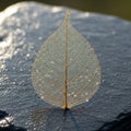 Skeleton leaf stands upright on a smooth dark surface illuminated by Royalty Free Stock Photo