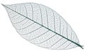 Skeleton of leaf on a white background. Royalty Free Stock Photo