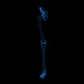 Skeleton: Left leg bones:Hip, Femur, Tibia, Fibula, Ankle and Foot bones Royalty Free Stock Photo