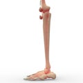 Skeleton Leg and Knee Joints