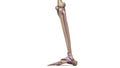 Skeleton leg with ligaments side view Royalty Free Stock Photo