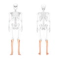 Skeleton leg tibia, fibula, Foot, ankle Human front back view with partly transparent bones position. 3D Anatomically