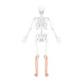 Skeleton leg tibia, fibula Foot Human back view with two arm open poses with partly transparent bones position realistic