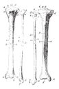 Skeleton of the leg, vintage engraving Royalty Free Stock Photo