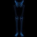 Skeleton legs Royalty Free Stock Photo