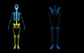 Skeleton legs Royalty Free Stock Photo