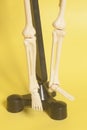 Skeleton legs Royalty Free Stock Photo