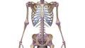 Skeleton with ligaments