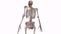 Skeleton with ligaments