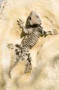 Skeleton of a lizard on a rock Royalty Free Stock Photo