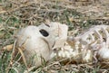 Skeleton lying in grass