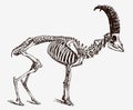 Skeleton of male Alpine ibex, capra ibex in profile view