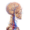 Skeleton of male head circulatory system