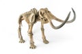 Skeleton of a mammoth Royalty Free Stock Photo