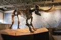 Skeleton of mammoth at Mid American Science Museum Royalty Free Stock Photo