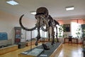 Skeleton of a mammoth in the museum exhibition