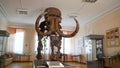 The skeleton of a mammoth in the Museum of Russia. Mammoth skeleton at an exhibition of ancient minerals. Penza Regional