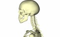 Skeleton skull on a white background. Anatomy. Skull on the side. Part of the body. Head. Neck. Shoulders. Bones. Medical Royalty Free Stock Photo