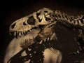 The skeleton of the 66 million years old Tyrannosaurus Rex dinosaur Royalty Free Stock Photo