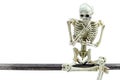 Skeleton model on white background