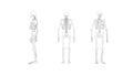 Skeleton multiple views of a human computer renderd skeleton,