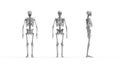 Skeleton multiple views of a human computer renderd skeleton,