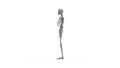 Skeleton multiple views of a human computer renderd skeleton,