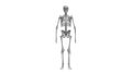 Skeleton multiple views of a human computer renderd skeleton,