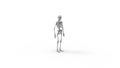 Skeleton multiple views of a human computer renderd skeleton,