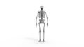 Skeleton multiple views of a human computer renderd skeleton,