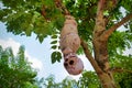 the skeleton of a mummy hanging from a tree Royalty Free Stock Photo