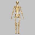 Skeleton with nerves