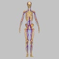 Skeleton with nervous system Royalty Free Stock Photo