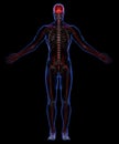 Skeleton and nervous system Royalty Free Stock Photo