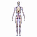 Skeleton with nervous system Royalty Free Stock Photo