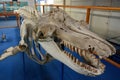 The skeleton of Old Tom, a killer whale (Orcinus orca) and local legend, Royalty Free Stock Photo