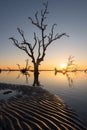 Driftwood and one standing dead tree along the Atlantic Coast