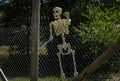 Skeleton outside climbing the chain link fence Royalty Free Stock Photo