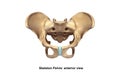 Skeleton Pelvis