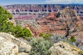 A Skeleton of a Ponderosa Pines Sits Among Its` Live Relatives at the Grand Canyon of Arizona Royalty Free Stock Photo