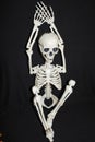 Skeleton poses, halloween,