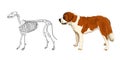 The skeleton of predatory mammal. St. Bernard. The anatomical features of dogs. Vector.