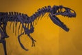 Skeleton of a prehistoric dinosaur, Allosaurus close-up