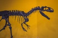 Skeleton of a prehistoric dinosaur, Allosaurus close-up