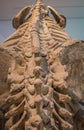Skeleton of a Prehistoric Sloth, Megatherium Close-Up
