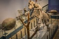 Skeleton of a Prehistoric Sloth, Megatherium Close-Up