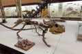 Skeleton of the protoceratops quadpie dinosaur. Paleontological Museum Moscow 2018 December 01 Royalty Free Stock Photo