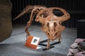 Skeleton of the protoceratops quadpie dinosaur. Paleontological Museum of Natural History Paleopark Royalty Free Stock Photo