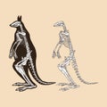 Skeleton red kangaroo vector illustration