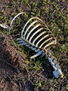 Reindeer skeleton in the Kola tundra, Murmansk region of Russia.